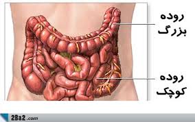 تشخیص سرطان روده بزرگ با مصرف یک قاشق ماست! 